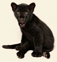 Baby Panther